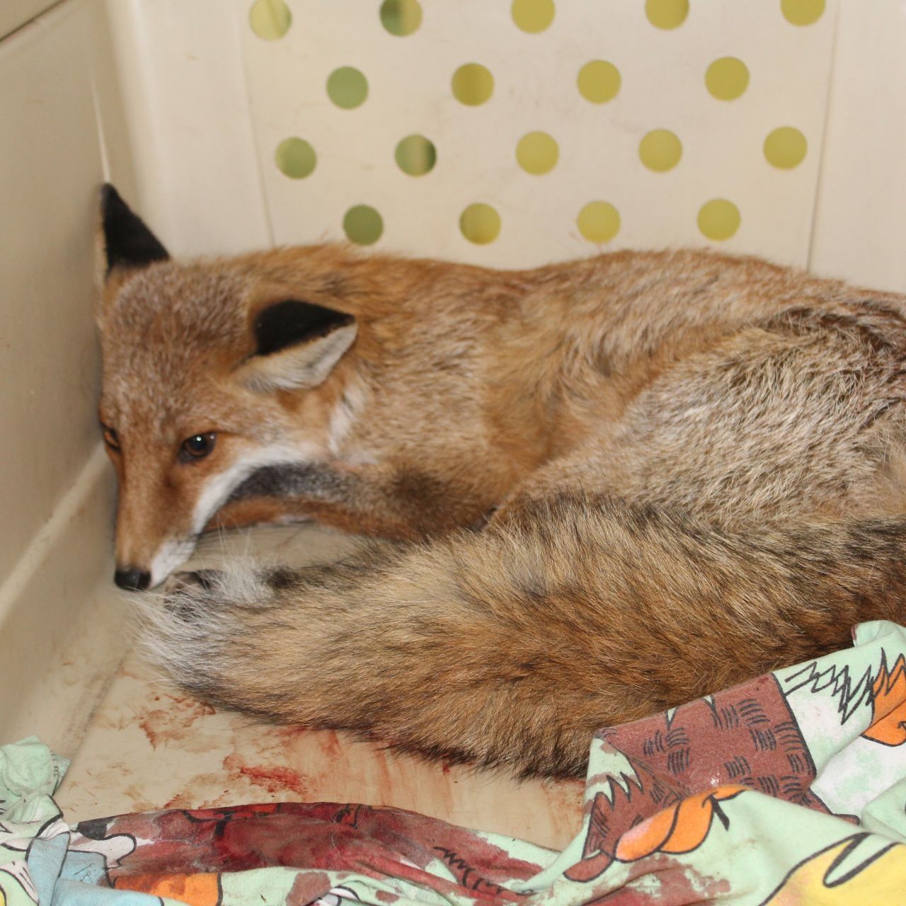 Die kleine Füchsin litt große Schmerzen