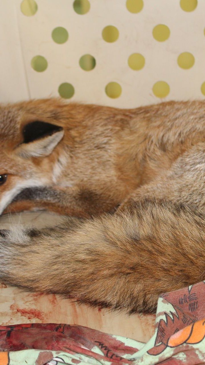 Die kleine Füchsin litt große Schmerzen