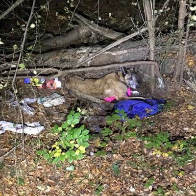 Der Hund konnte aus seiner Not gerettet werden und ist auf dem Weg der Besserung