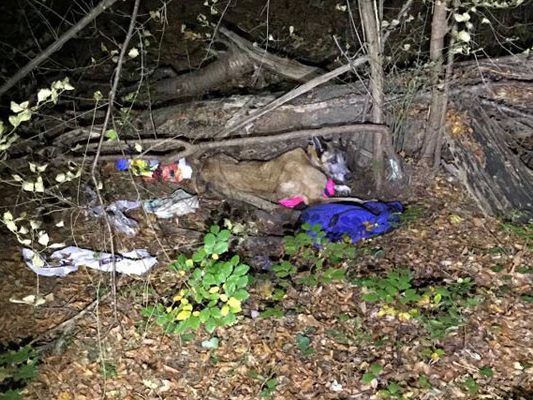 Der Hund konnte aus seiner Not gerettet werden und ist auf dem Weg der Besserung Der Hund konnte aus seiner Not gerettet werden und ist auf dem Weg der Besserung