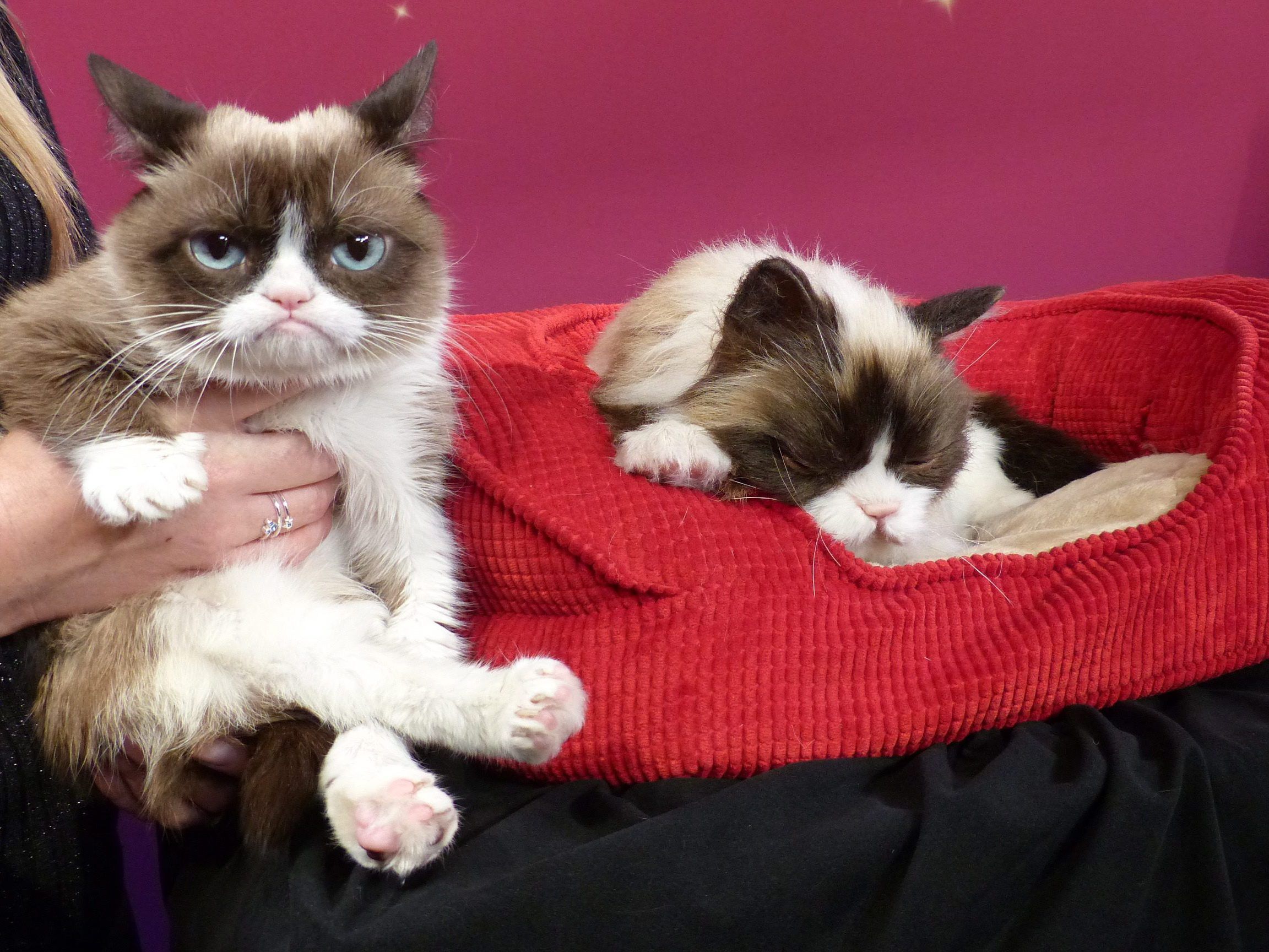 Grumpy Cat ist wenig überraschend auf Platz 1 der einflussreichsten Tiere laut Forbes. Grumpy Cat ist wenig überraschend auf Platz 1 der einflussreichsten Tiere laut Forbes.
