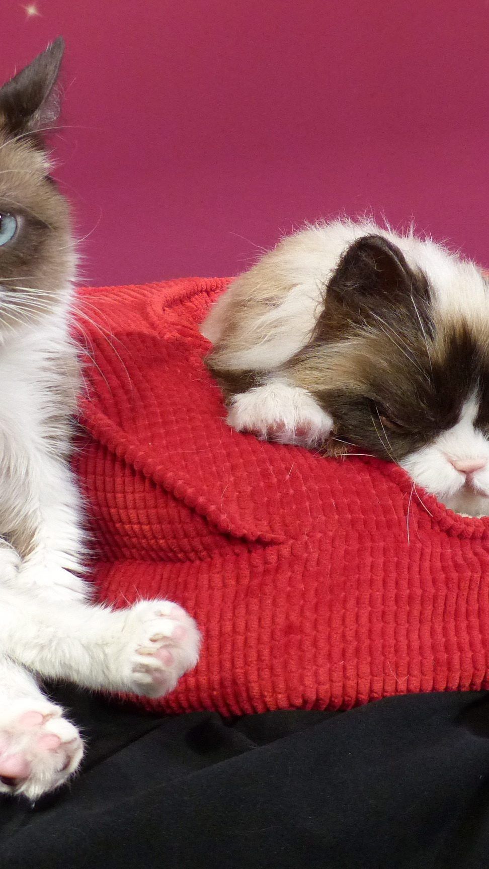 Grumpy Cat ist wenig überraschend auf Platz 1 der einflussreichsten Tiere laut Forbes.