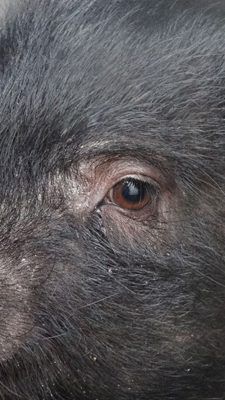 "Penelope" wurde in der Donaustadt ausgesetzt