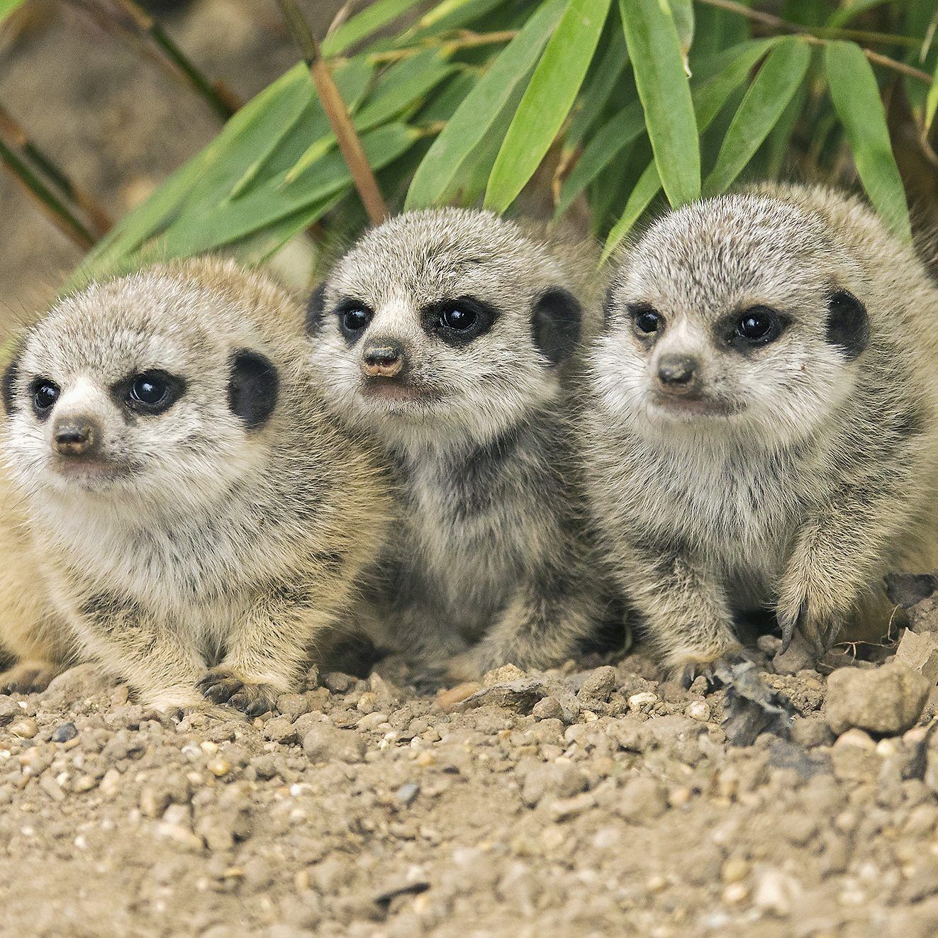 Kindersegen gab es erneut bei den Erdmännchen im Tiergarten Schönbrunn
