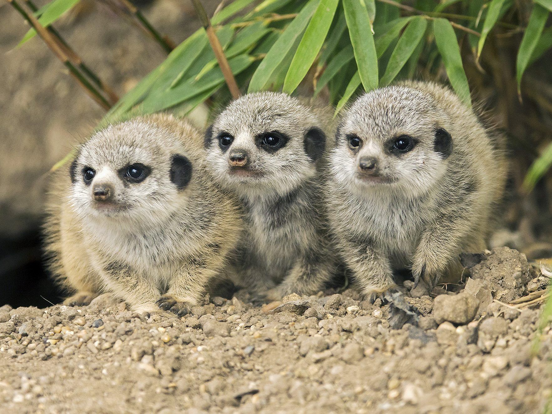 Kindersegen gab es erneut bei den Erdmännchen im Tiergarten Schönbrunn Kindersegen gab es erneut bei den Erdmännchen im Tiergarten Schönbrunn