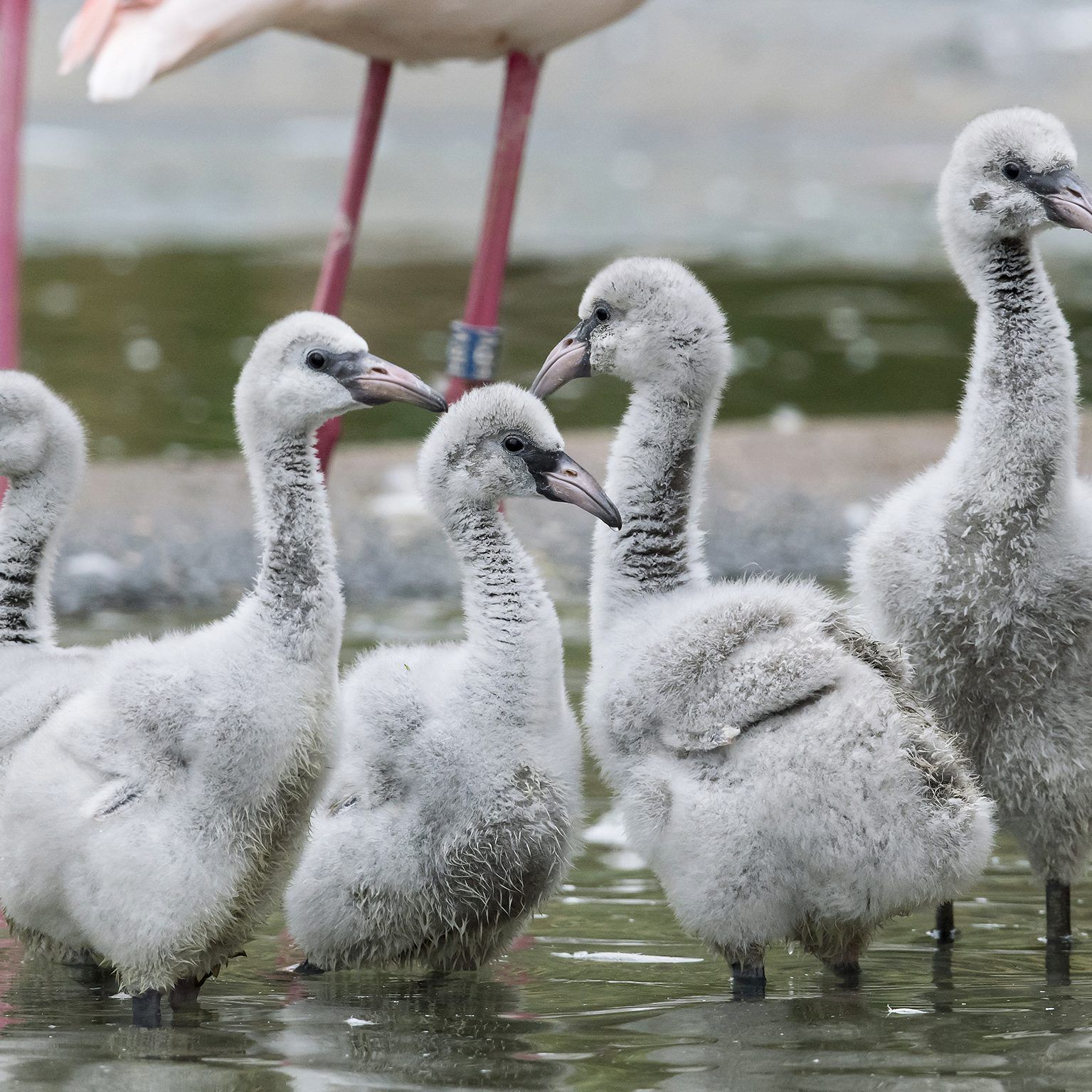 Noch mausgrau statt rosa ist das Gefieder der Flamingo-Küken in Schönbrunn