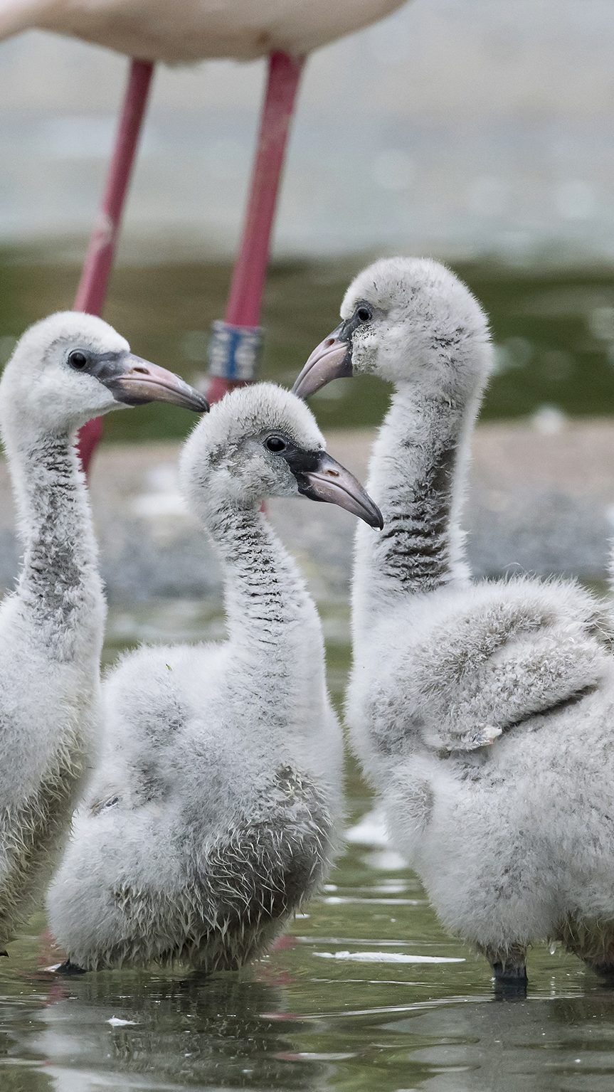 Noch mausgrau statt rosa ist das Gefieder der Flamingo-Küken in Schönbrunn