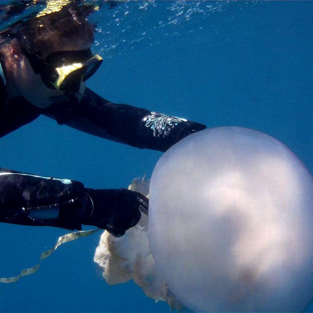 Forscherin Karen Kienberger beim Vermessen einer Riesenqualle in Spanien