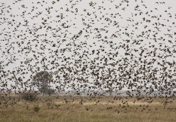 APA/BIRDLIFE/M DVORAK  star-schwarm-apetlon-c-m-dvorak_