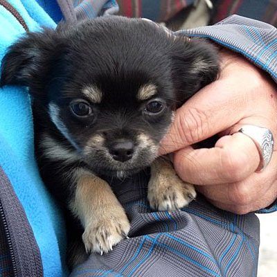 Der Online-Handel mit Tieren ist nun anders reglementiert