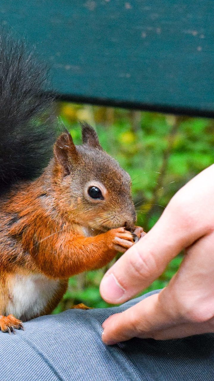 Wissenswerte Fakten rund um die kleinen Nager