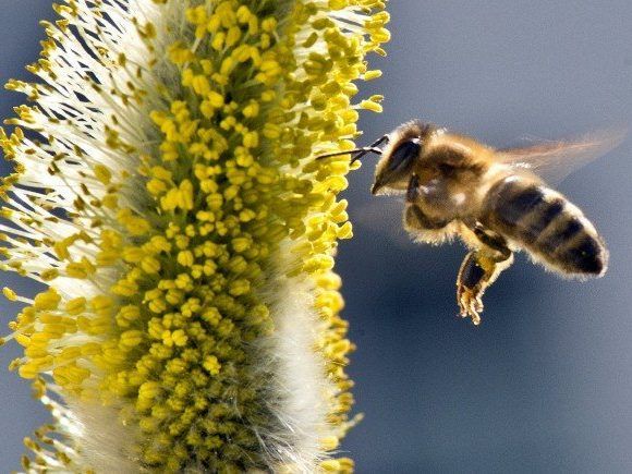 Am Himmel in Wien findet wieder das Bienenfest für Groß und Klein statt Am Himmel in Wien findet wieder das Bienenfest für Groß und Klein statt