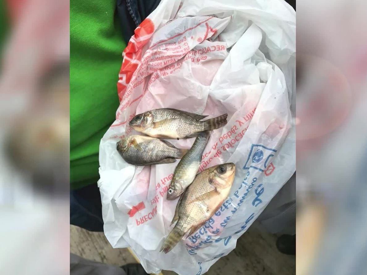 Warum fallen in Mexiko Fische vom Himmel?