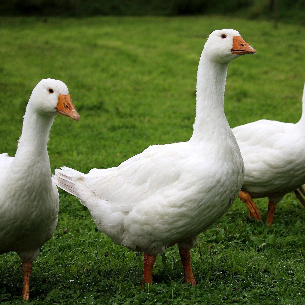 Wer Gansl essen will, sollte sich über die Herkunft der Gänse informieren