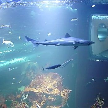 Videos aus den Aquarien werden live übertragen.