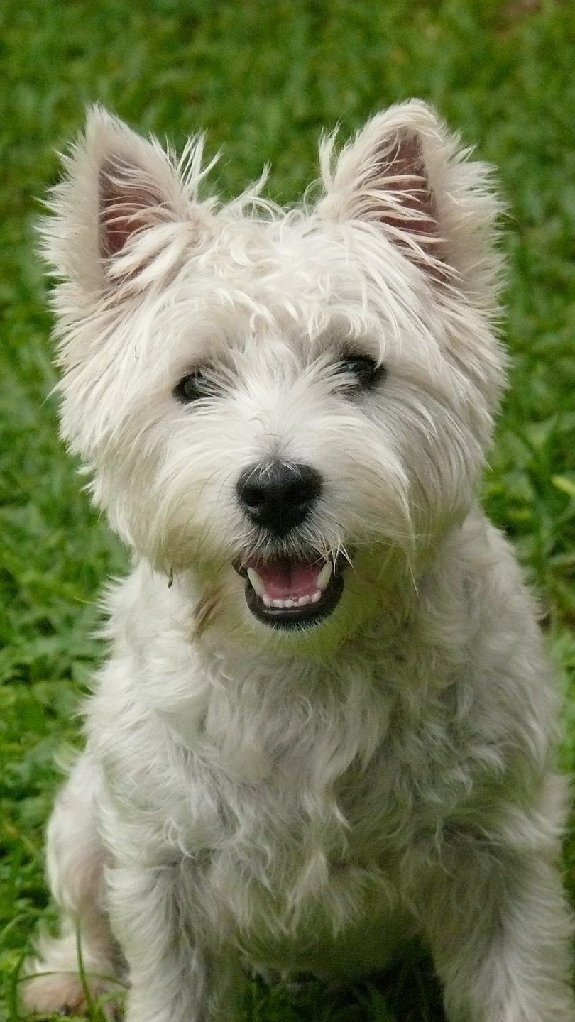 "Disco Dog" ist das Gegenstück zum LED-T-Shirt.