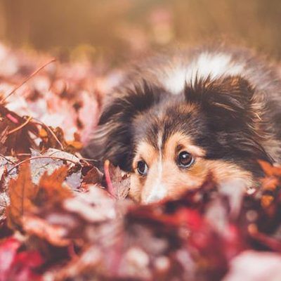 Im Herbst können Pilze und Kastanien für Hunde zur Gefahr werden.
