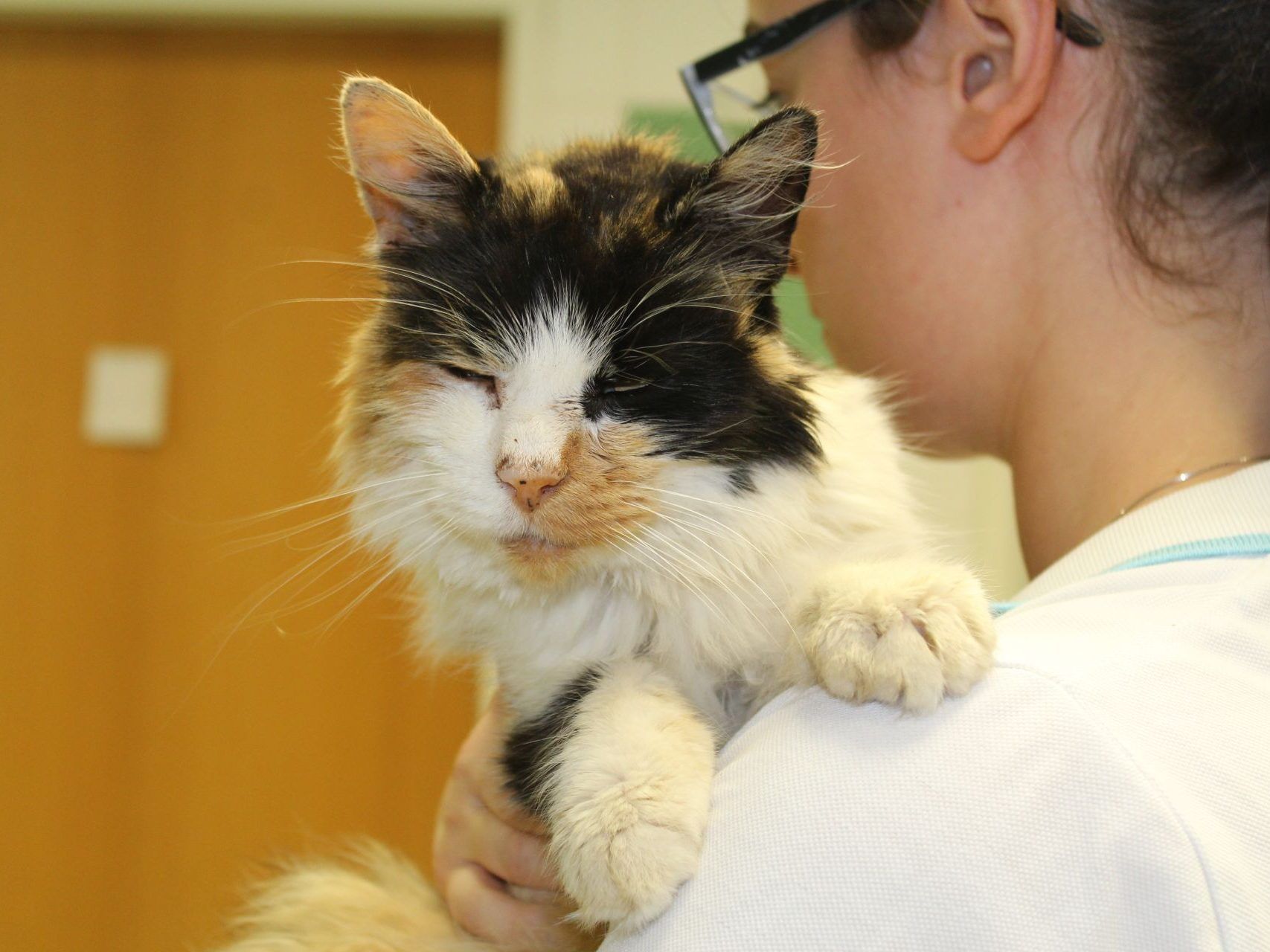 Die schwerkranke Katze wurde am Gelände des Wiener Tierschutzvereins ausgesetzt.