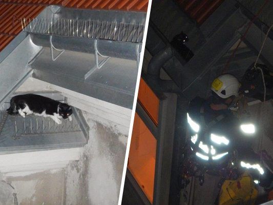 Die Katze musste vom Dach gerettet werden. Die Katze musste vom Dach gerettet werden.
