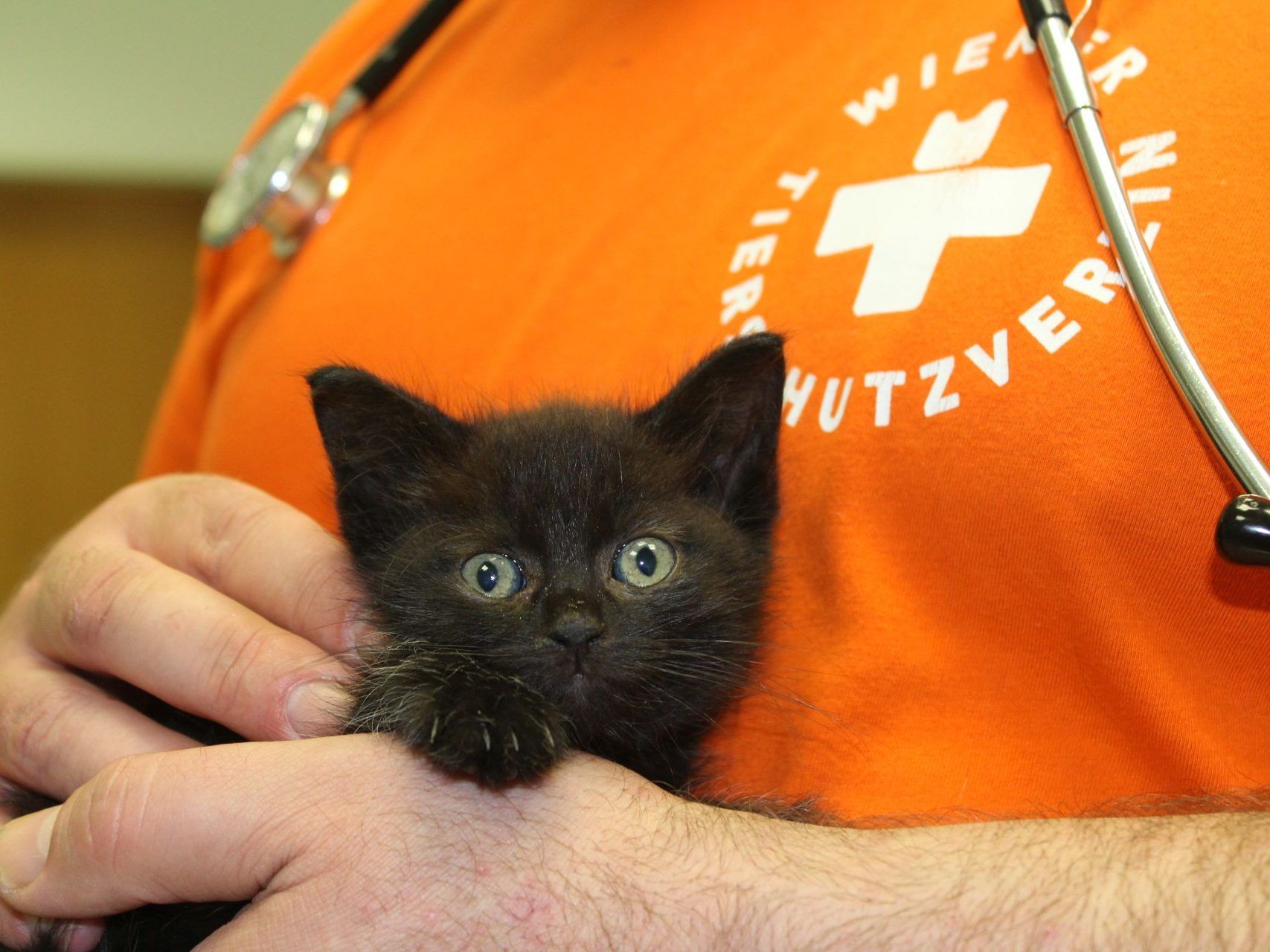 Der kleine Kater wird von Mitarbeiter des Wiener Tierschutzvereins aufgepäppelt.