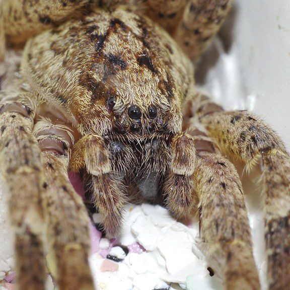 Die Kräuselspinne ist in Mitteleuropa angekommen.