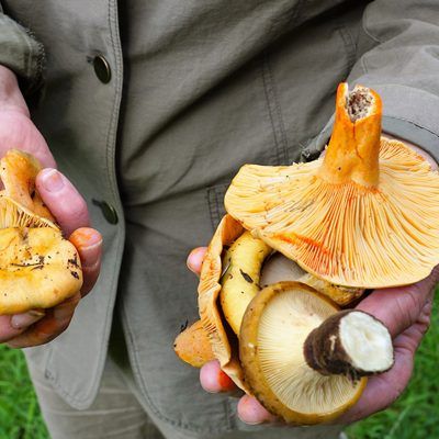 Rund um Pilze halten sich zahlreiche Gerüchte.