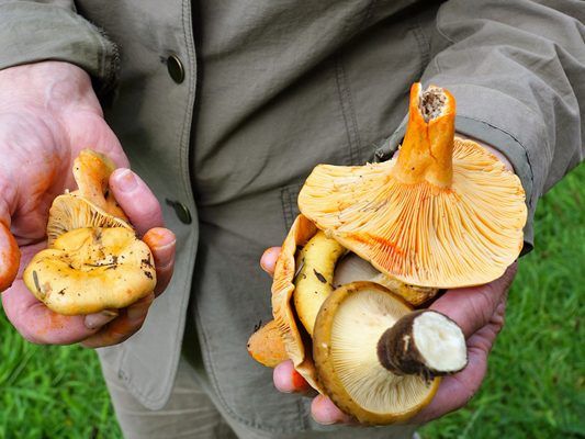Rund um Pilze halten sich zahlreiche Gerüchte.