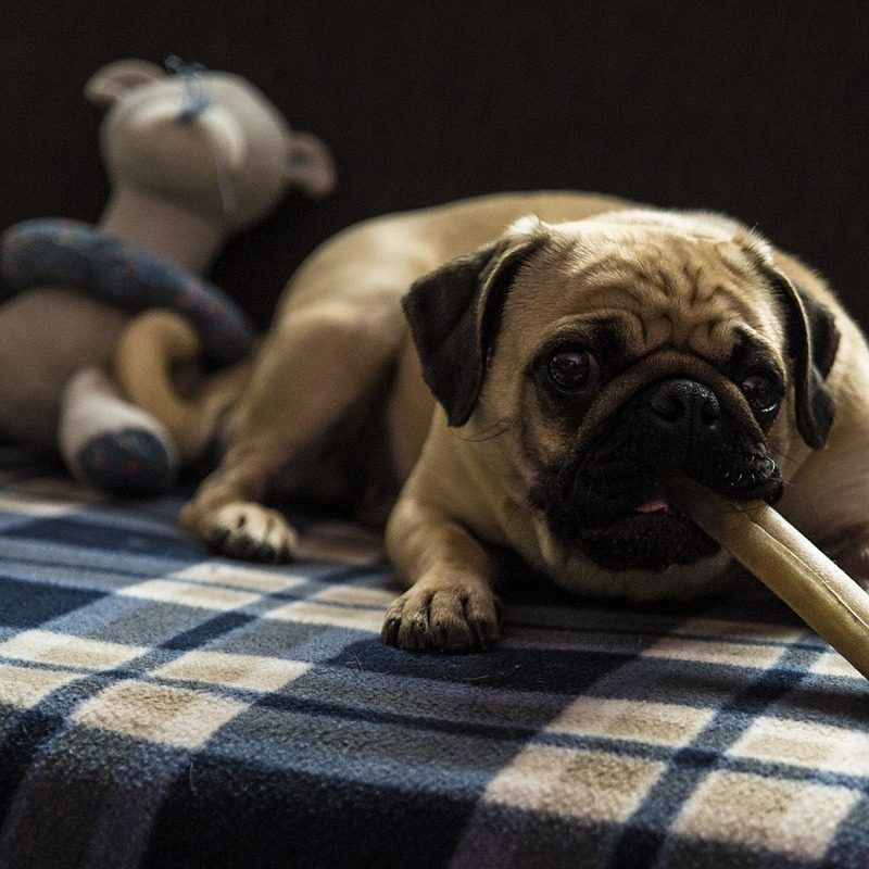 In Wiens erstem Hundefeinkostladen gibt es eine Woche lang Aktionen.