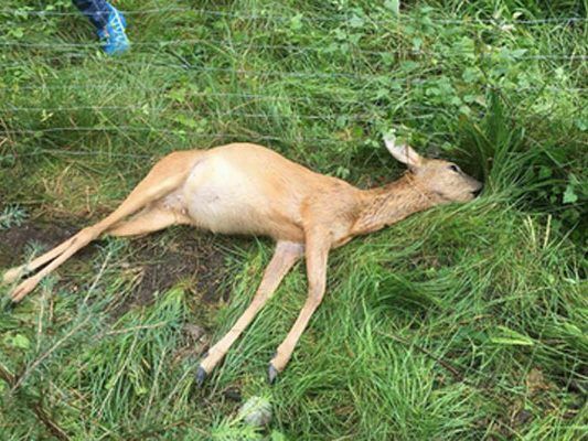 Getötetes Wild sorgt für Empörung. Getötetes Wild sorgt für Empörung.