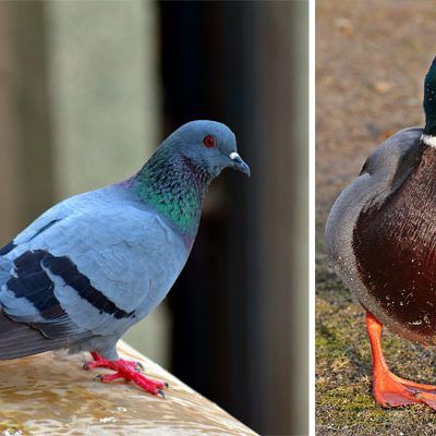 Tauben und Vögel wurden in Schachteln in einer Wiener Wohnung gehalten