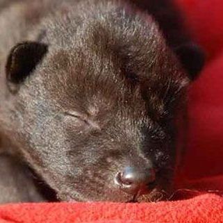 Für sechs der elf Welpen kam jede Hilfe zu spät