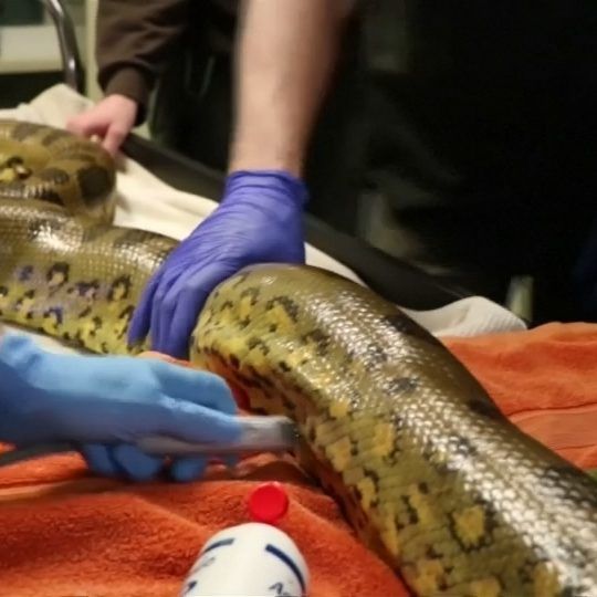 Die fast 4 Meter lange Schlange wurde in einem Zoo in Boston von Tierärzten untersucht und musste dafür erst betäubt werden.