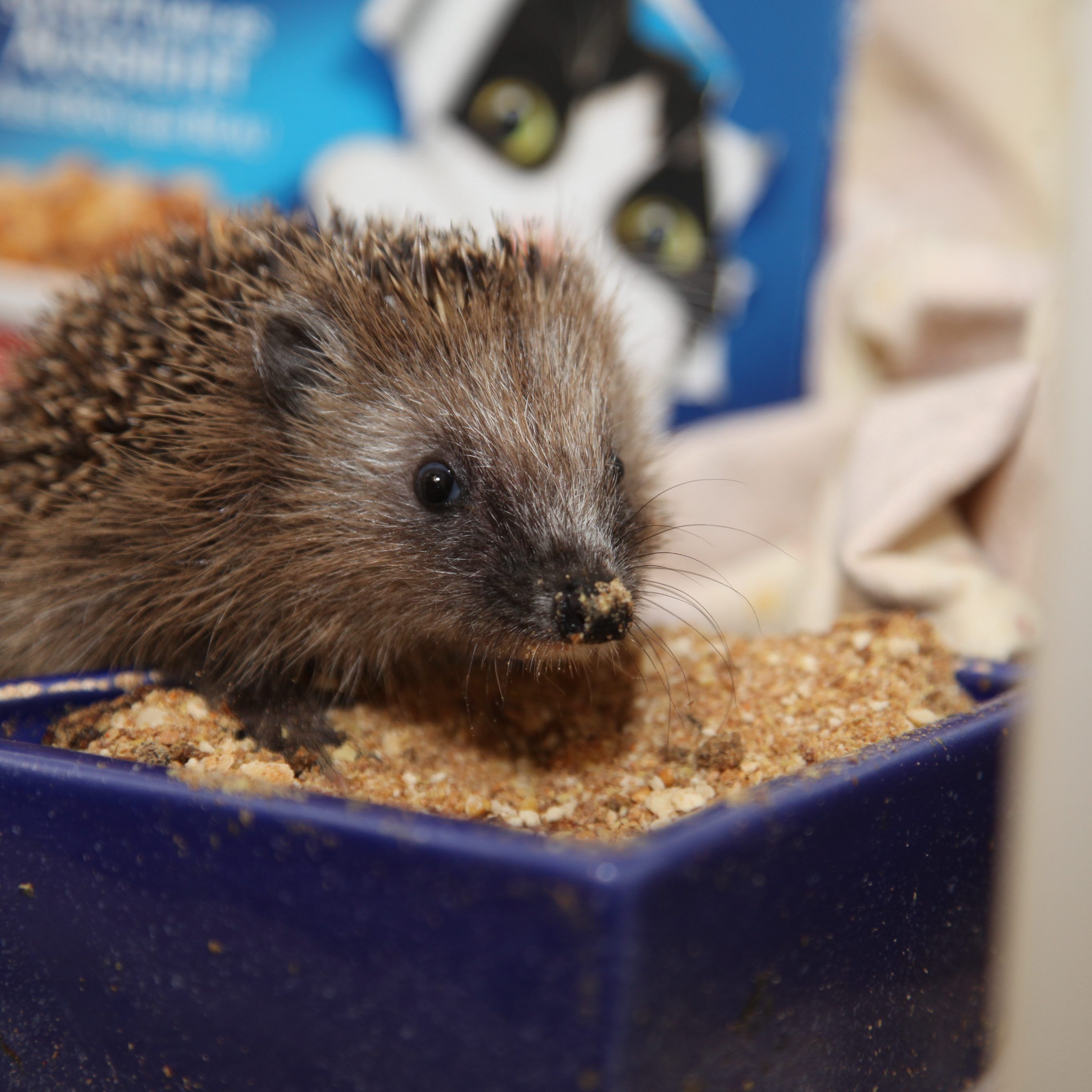 Wenn der Winter bevorsteht, brauchen kleine Igel und Co. Hilfe