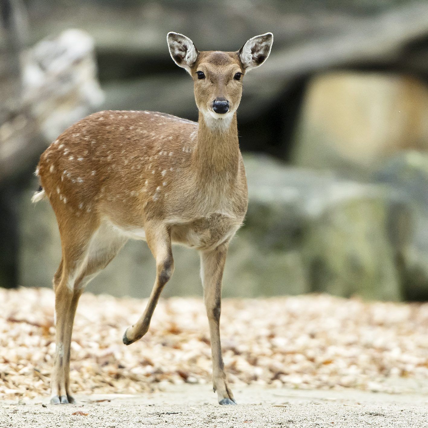 Einer der Neuzugänge im Tiergarten Schönbrunn in Wien