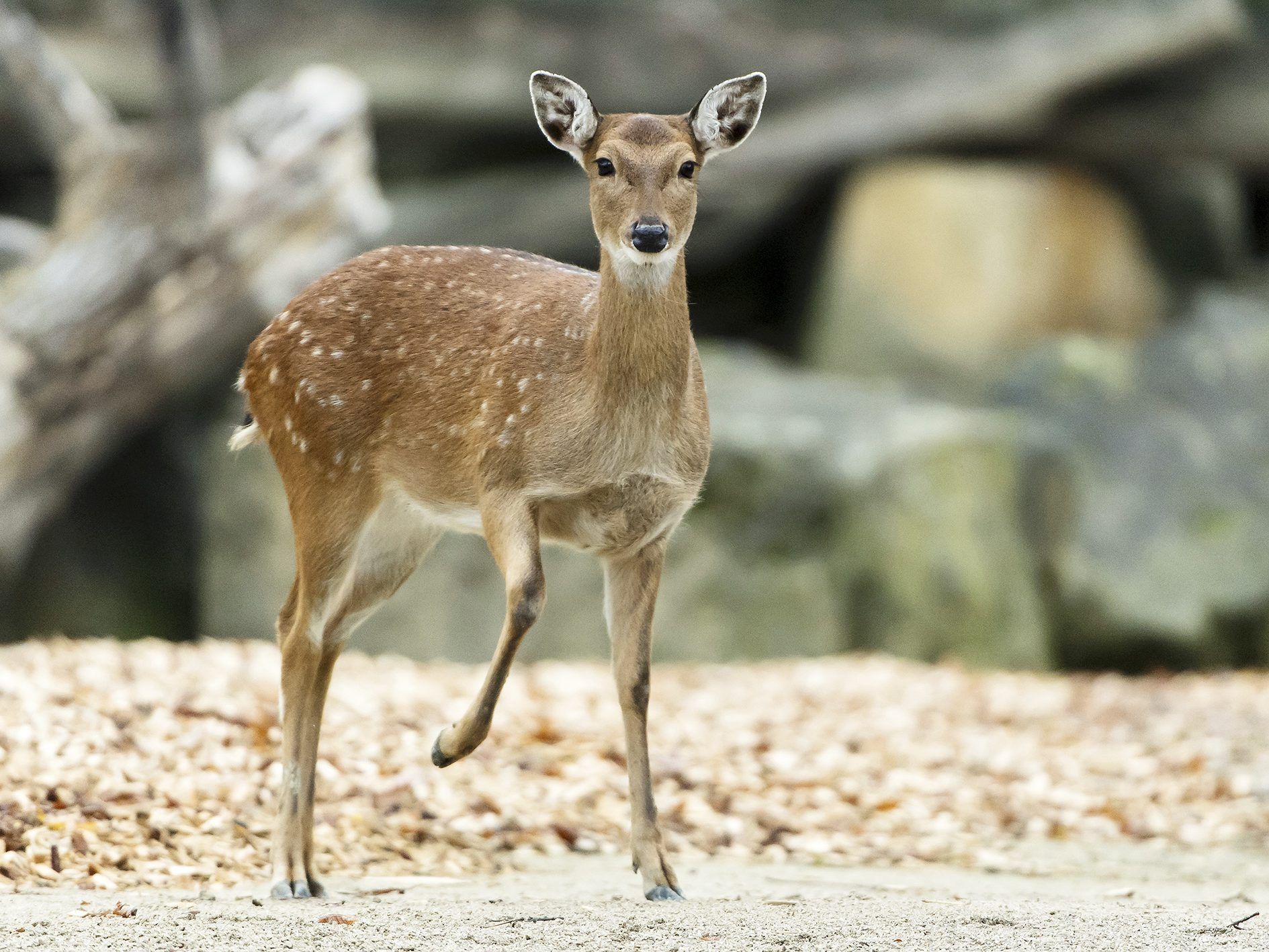 Einer der Neuzugänge im Tiergarten Schönbrunn in Wien Einer der Neuzugänge im Tiergarten Schönbrunn in Wien