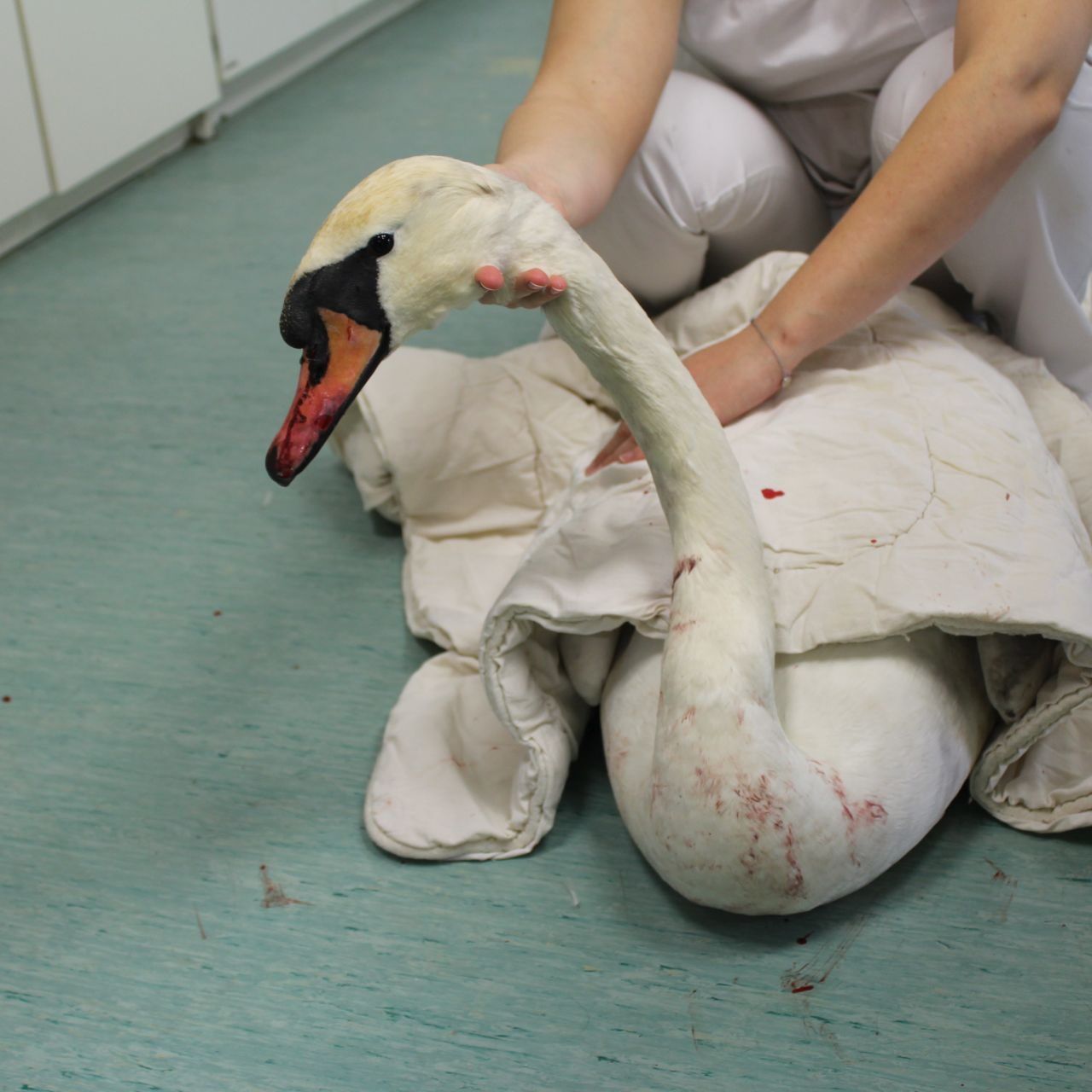 Der verletzte Schwan wurde beim WTV versorgt