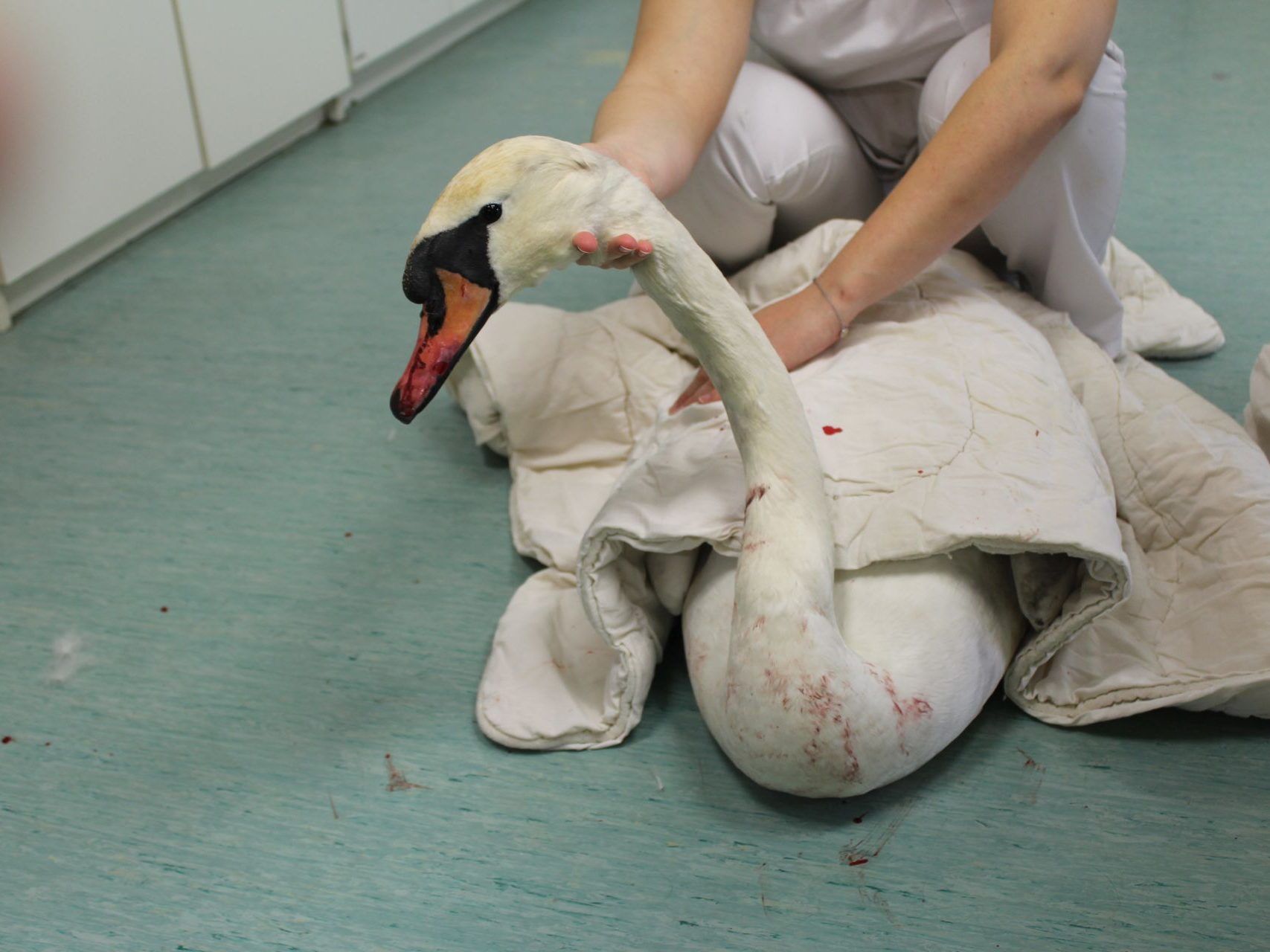 Der verletzte Schwan wurde beim WTV versorgt Der verletzte Schwan wurde beim WTV versorgt
