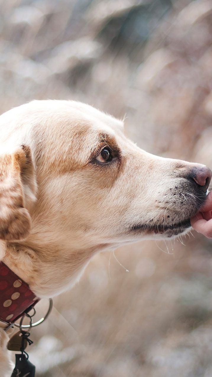Das Tierhaltegesetz in Wien wird verschärft