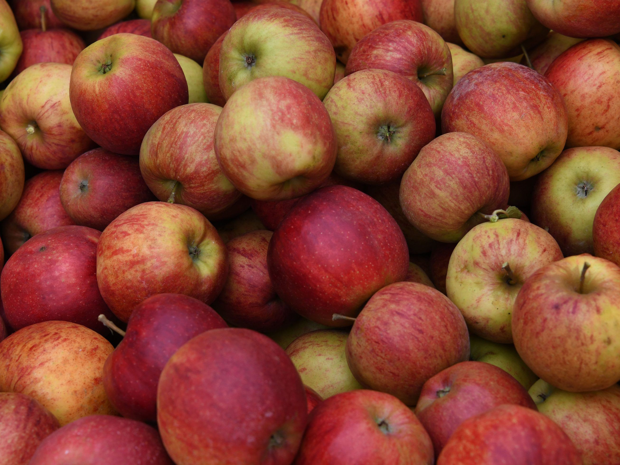 In Oberösterreich gab es große Ausfälle bei der Apfelernte.