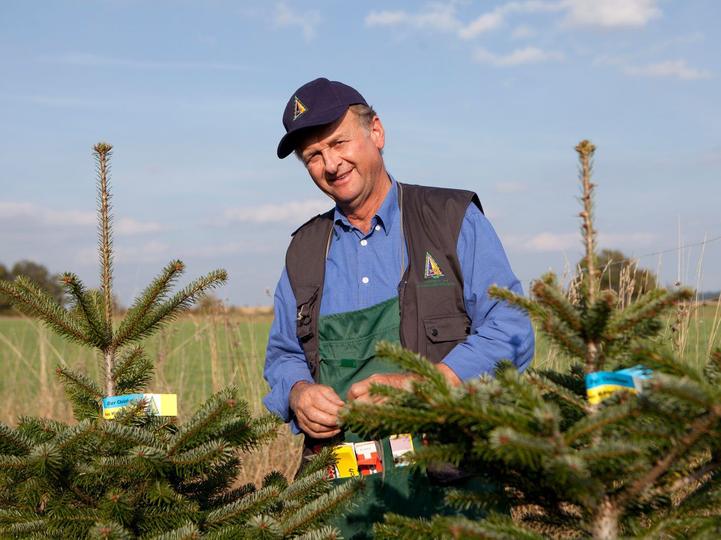 . Derzeit zeichnen die Bauern die Christbäume für den Verkauf aus