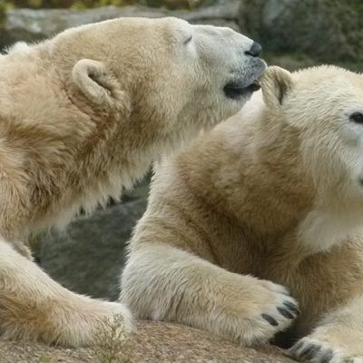 Eine Woche lang dreht sich im Tiergarten Schönbrunn alles um Eisbären.