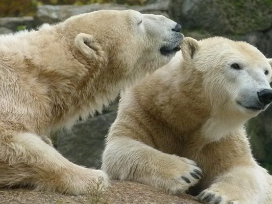 Eine Woche lang dreht sich im Tiergarten Schönbrunn alles um Eisbären. Eine Woche lang dreht sich im Tiergarten Schönbrunn alles um Eisbären.