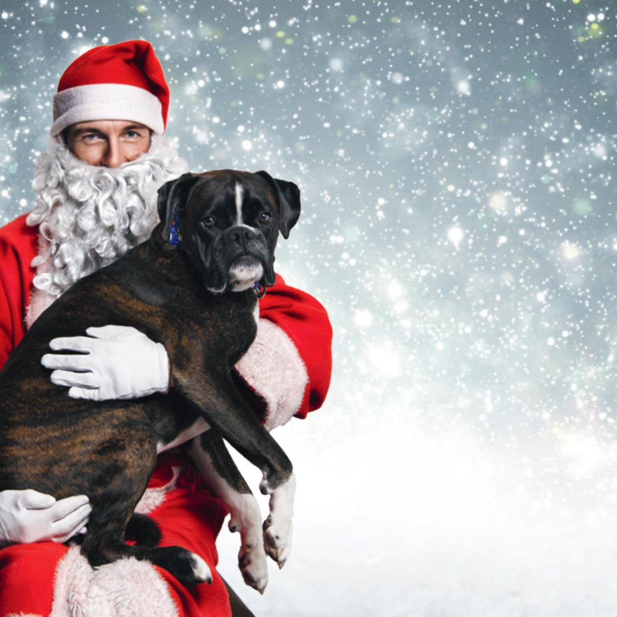 Es ist wieder soweit: Der Hunde-Weihnachtsmarkt lädt ein