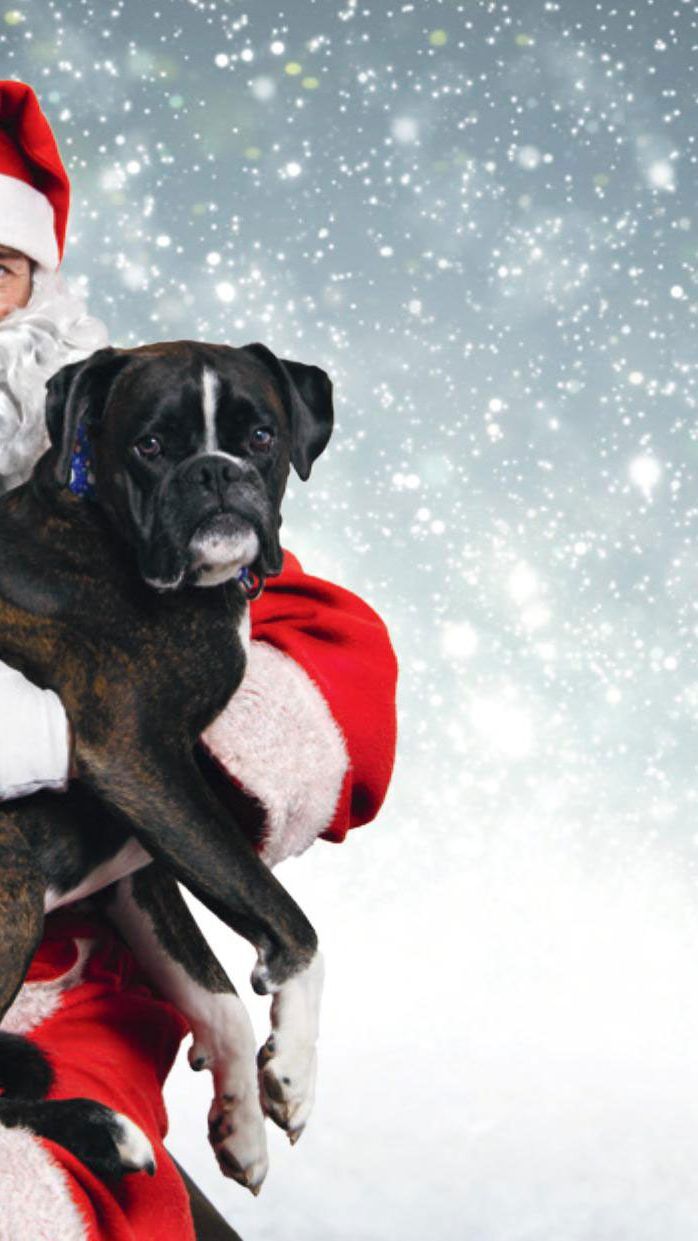 Es ist wieder soweit: Der Hunde-Weihnachtsmarkt lädt ein