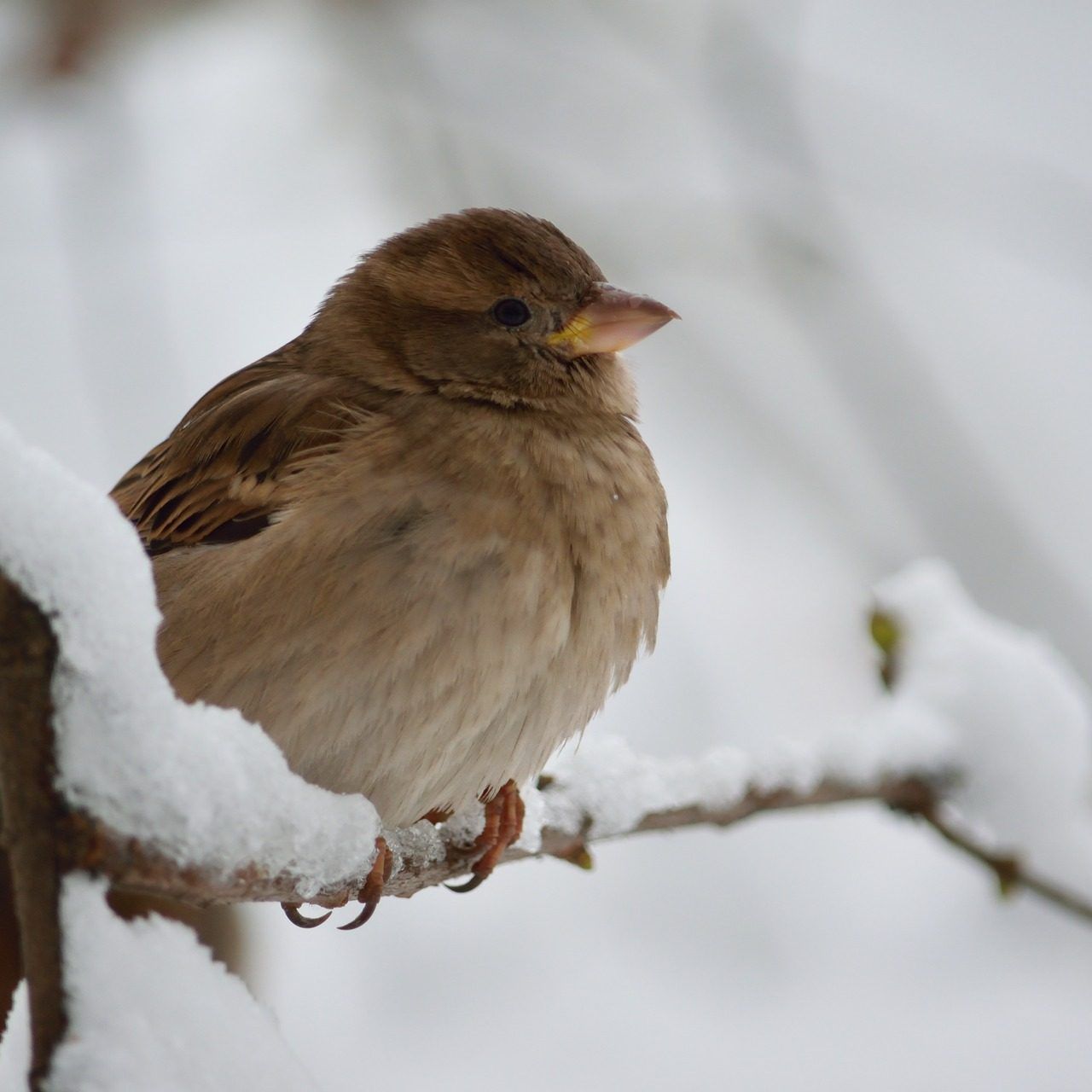 Spatzen gehören zu den meist gesichteten Vögeln im Winter