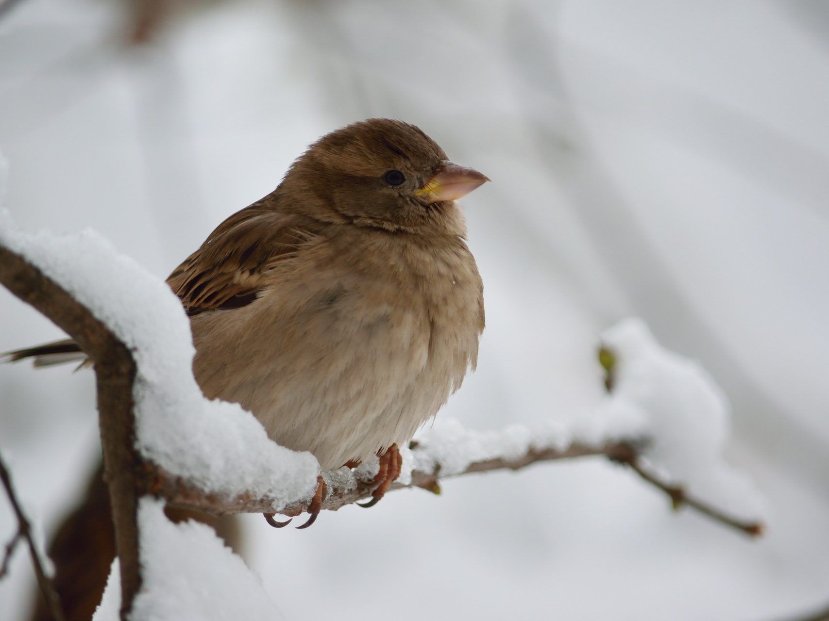 Spatzen gehören zu den meist gesichteten Vögeln im Winter Spatzen gehören zu den meist gesichteten Vögeln im Winter