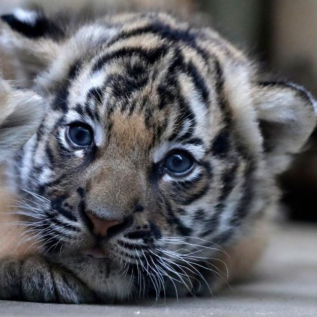 Ein weibliches und männliches Tiger-Baby wurden geboren.