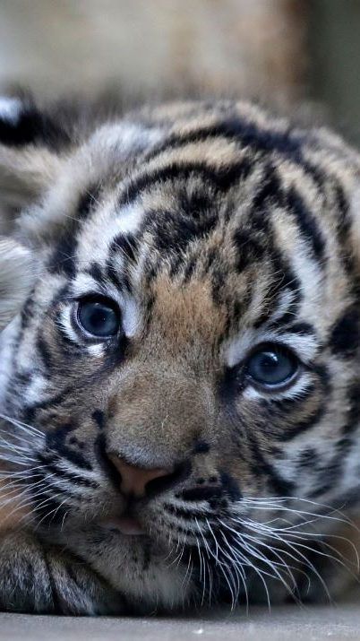 Ein weibliches und männliches Tiger-Baby wurden geboren.