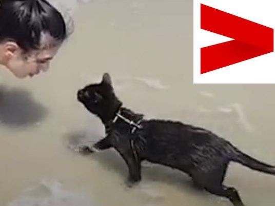 Diese Katze schwimmt für ihr Leben gern.
