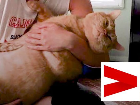 Die Katze brachte ursprünglich 16 Kilo auf die Waage.